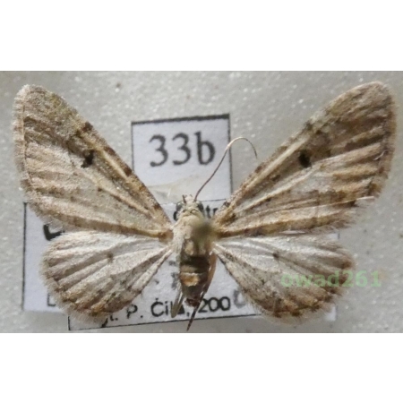 Eupithecia selinata Herrich-Schäffer, 1861 Czech33b